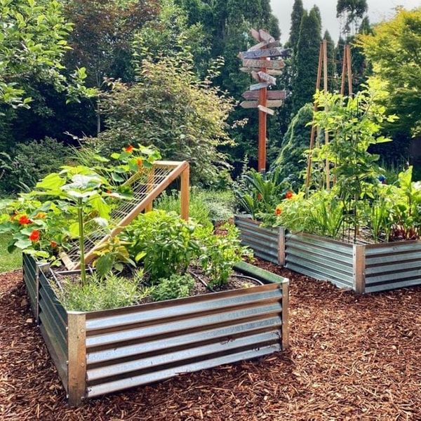 February Gardening Guide for Temperate Australia