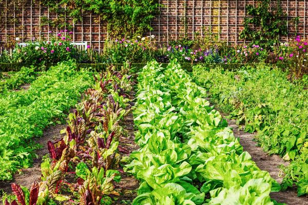 December Planting Guide for Mediterranean (Temperate) Climate