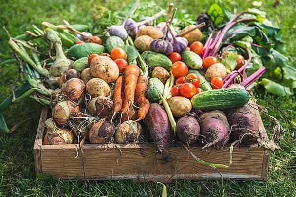 August Gardening Guide for Temperate Australia