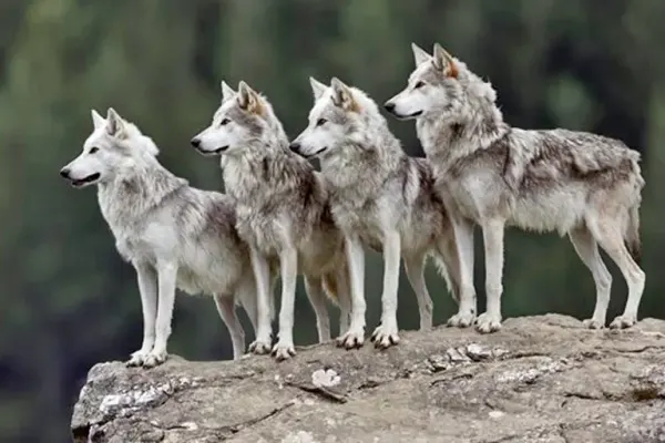 Sheinbaum critica plan de Trump                                                 para quitar protección a lobo mexicano