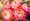Tracking measles: May 2