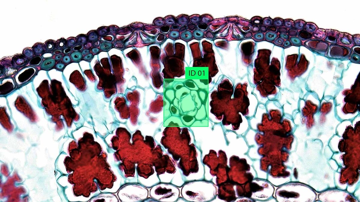 Microscopic Image Labeling: Identifying Cells, Organelles, and Pathogens