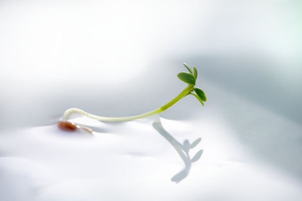 The Micro-Habit Architecture