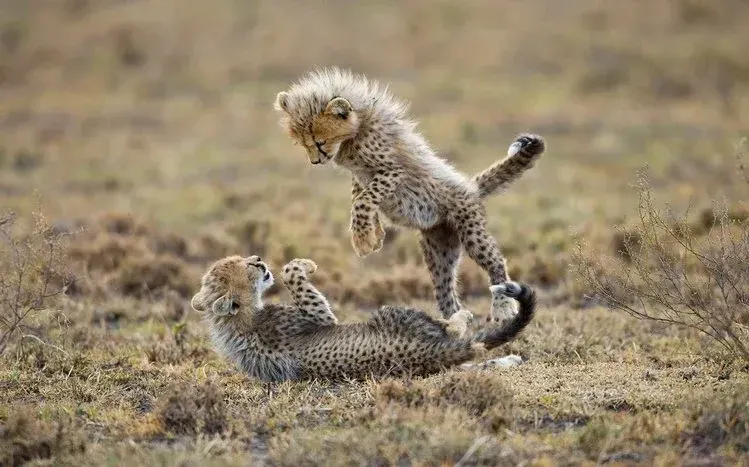 Africa-themed imagery and wildlife, with elephants, giraffes, cheetahs, camels, and lions named as subjects.