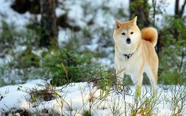 A breed-focused collection of 14 Akita dog wallpapers.