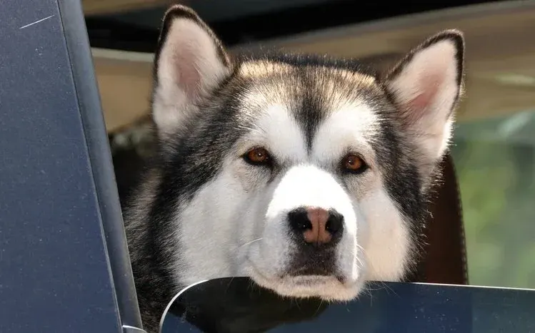 Alaskan Malamute dog wallpapers featuring the breed’s sturdy build, furry tail, and erect ears.
