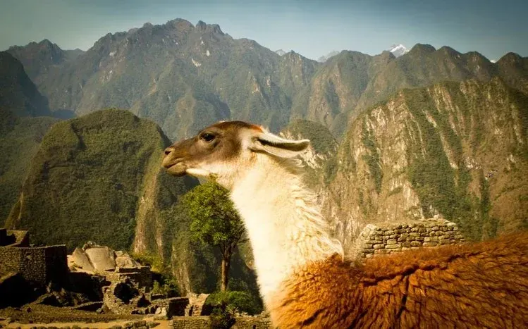 A collection of 15 wallpapers featuring alpacas.