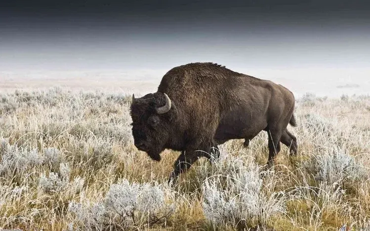 American bison wallpapers emphasizing the animal’s large size and substantial build.