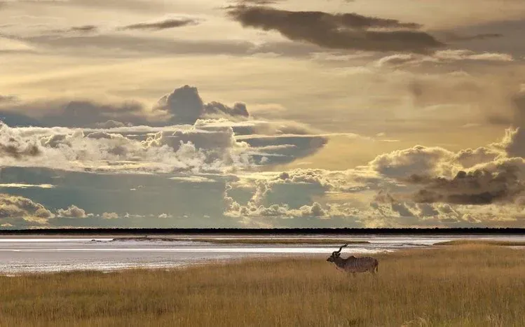 Antelope wildlife images collected for desktop wallpapers.