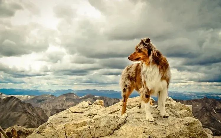 Australian Shepherd dog imagery in a breed-focused wallpaper collection.