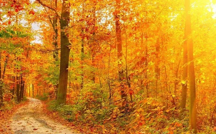 Autumn forest trees and leaves in orange, yellow, and green.