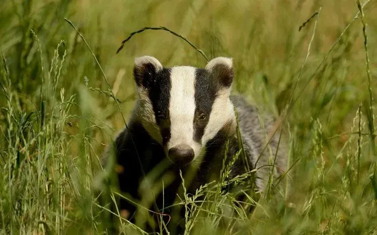 Badger wallpaper collection focused on the short-legged wild animal.