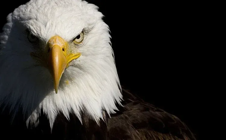 Bald eagle wildlife wallpaper collection.
