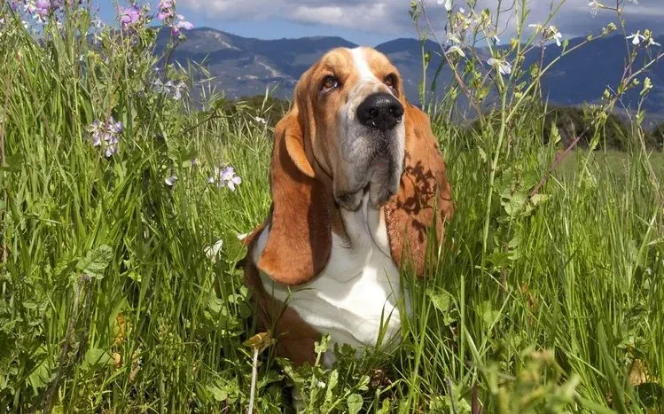 Basset Hound dog wallpaper collection.