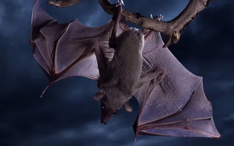 Bat-focused wildlife wallpaper collection.