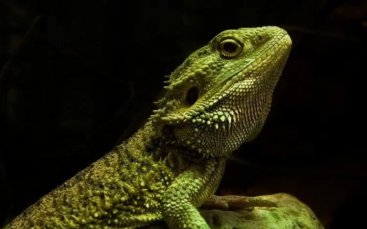 Bearded dragon reptile wallpapers, featuring the species known for neck and chin spines.