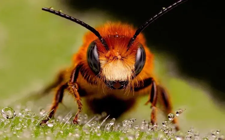 Bee imagery in an insect-focused wallpaper collection.