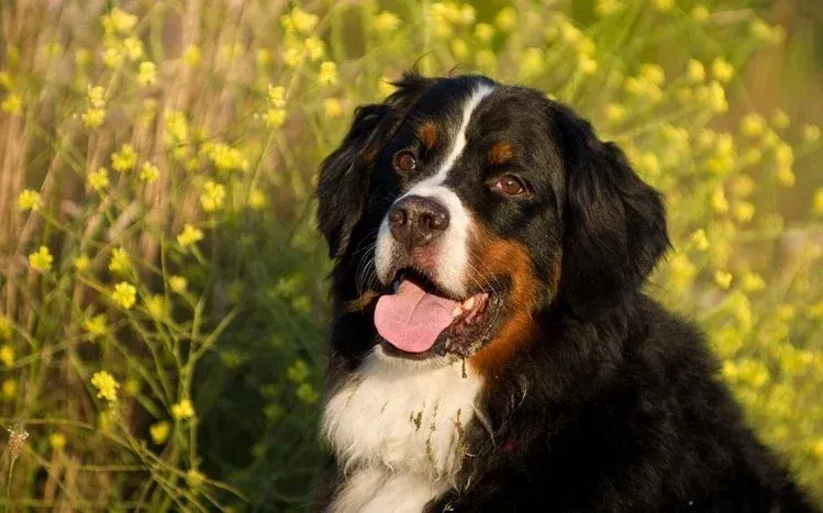 Bernese Mountain dog photographs, including a puppy, featuring the breed's long, thick fur.