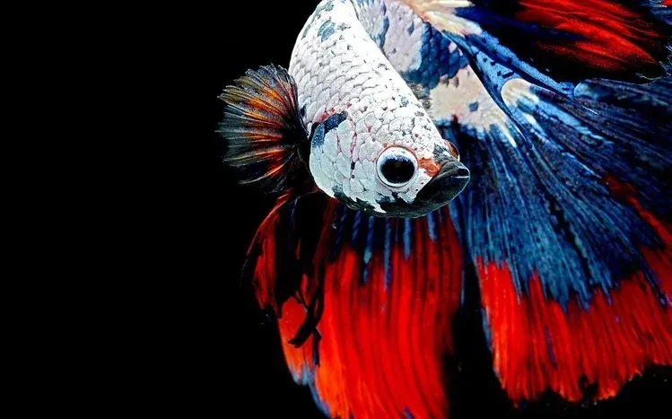 Colorful betta fish imagery highlighting varied tail shapes, including veil tails.