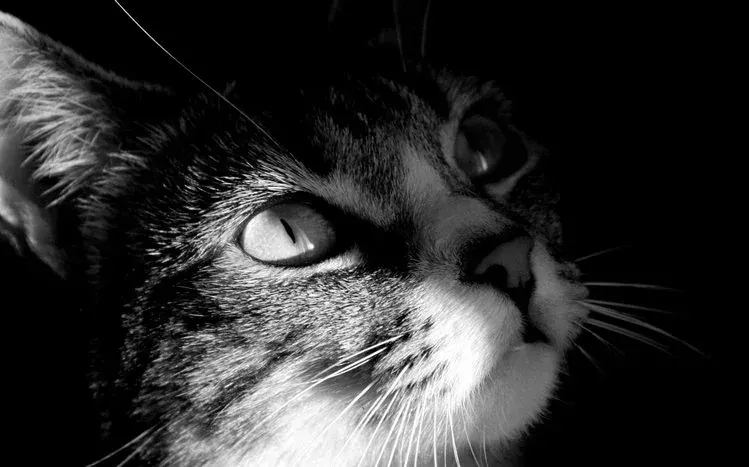 Black-cat wallpapers emphasizing the cats’ eyes and facial expressions.