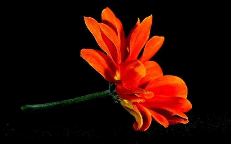 Flowers with visible botanical detail against black backgrounds.