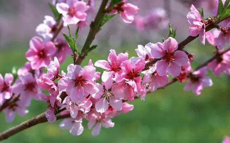 Blossom flower imagery for a spring-related nature desktop.
