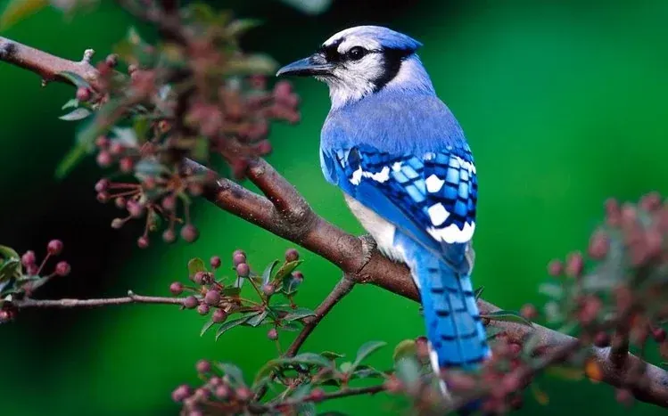 Blue jay bird wallpapers highlighting the species' blue coloration.