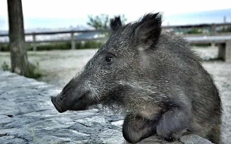 Wild boar images in an animal-focused wallpaper collection.