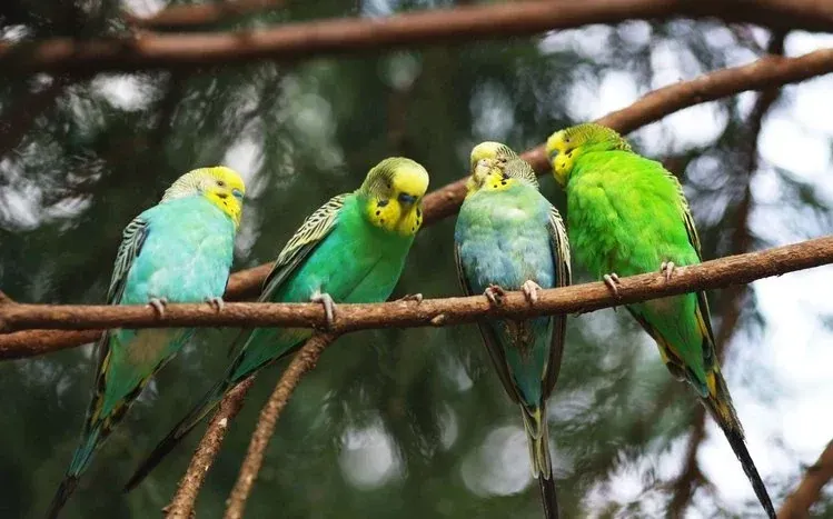 Budgerigars with green or yellow plumage, black markings, and blue tails.