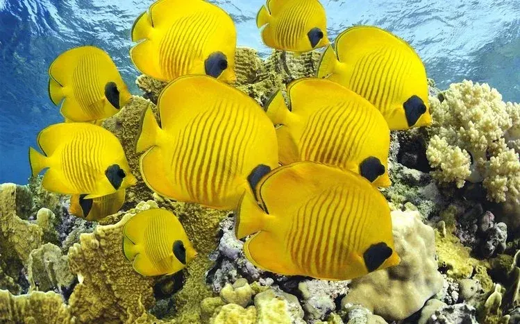 Tropical butterflyfish with varied colors, patterns, and spots.