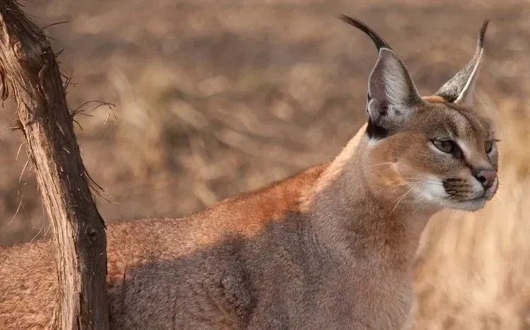 Caracal wild cat wallpaper preview.