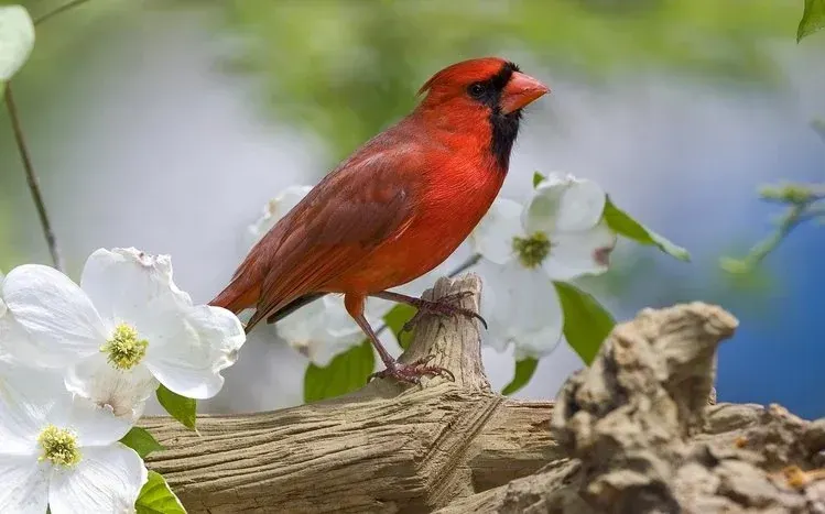Red cardinal imagery in snowy weather.