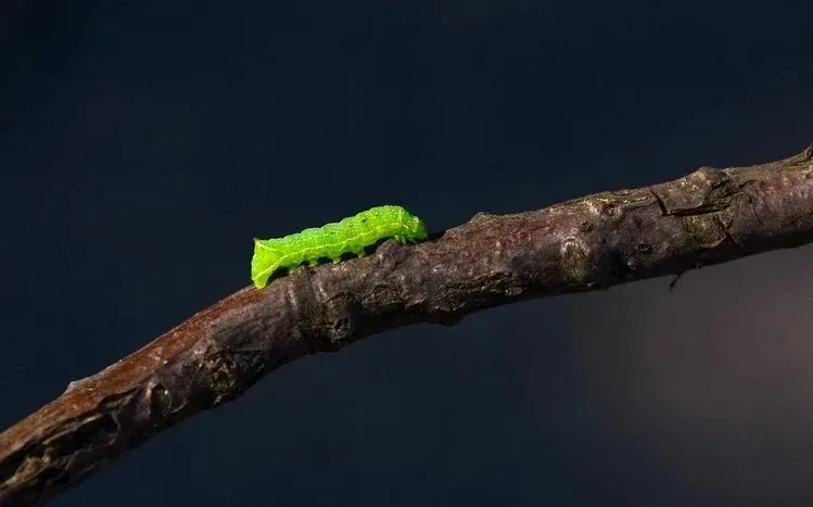 Colorful caterpillar wallpapers highlighting the insects’ body markings.