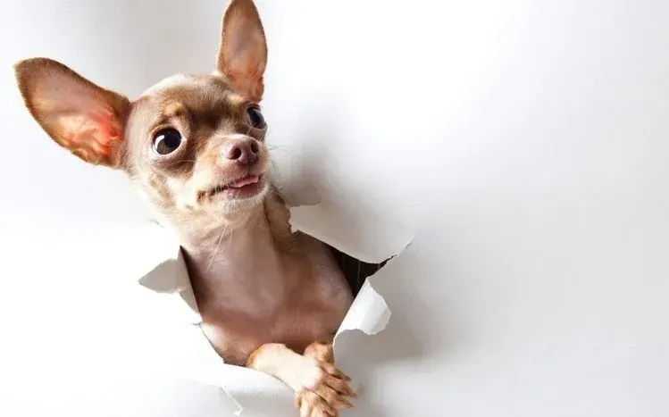 Chihuahua dog wallpapers.