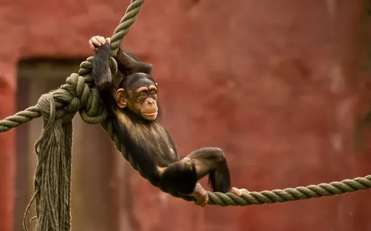 Wildlife wallpaper collection featuring chimpanzees.
