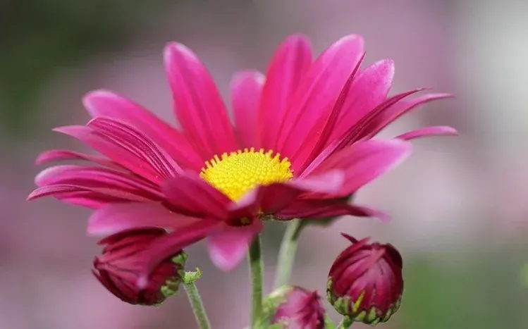Chrysanthemum flowers in a variety of colors.