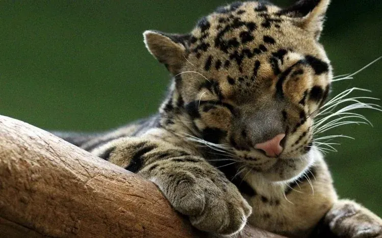 Clouded leopard wallpapers highlighting the wild cat's black and grey markings.