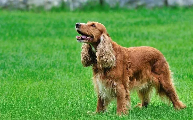 Cocker Spaniel wallpaper collection featuring dogs of the breed.