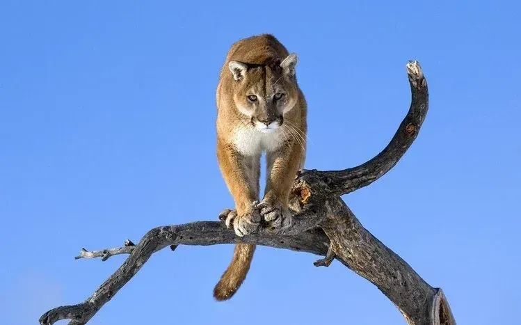 Cougar wallpaper collection featuring the large, grayish-tan wild cat.