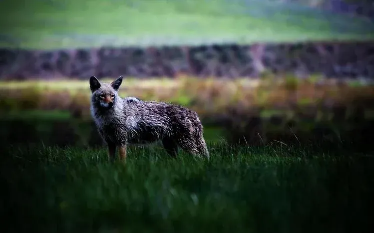 A wildlife wallpaper collection focused on coyotes.