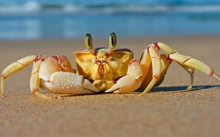 Colorful wallpaper collection featuring crabs.