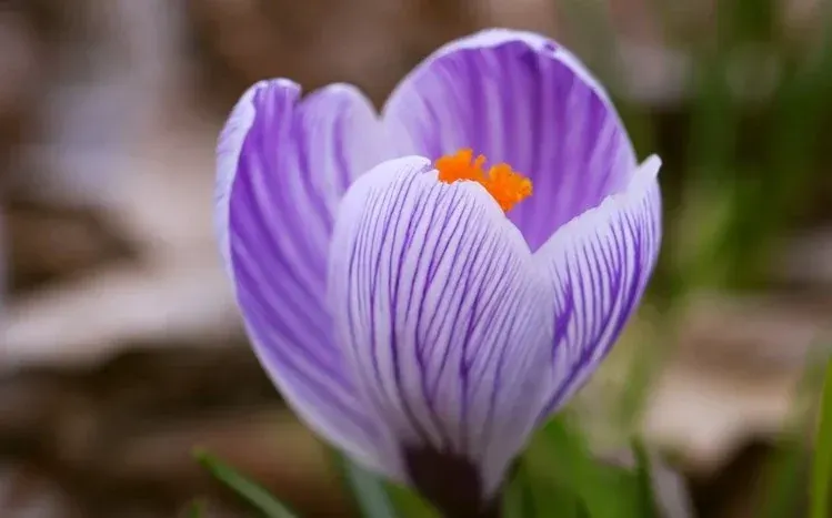 Crocus flower photographs from different places, emphasizing petal shapes and varied colors.