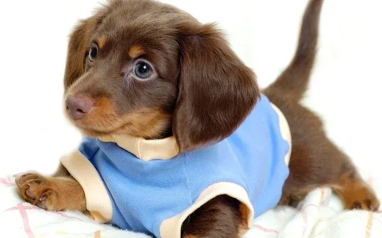 Dachshunds with long bodies and short legs pictured in different places.