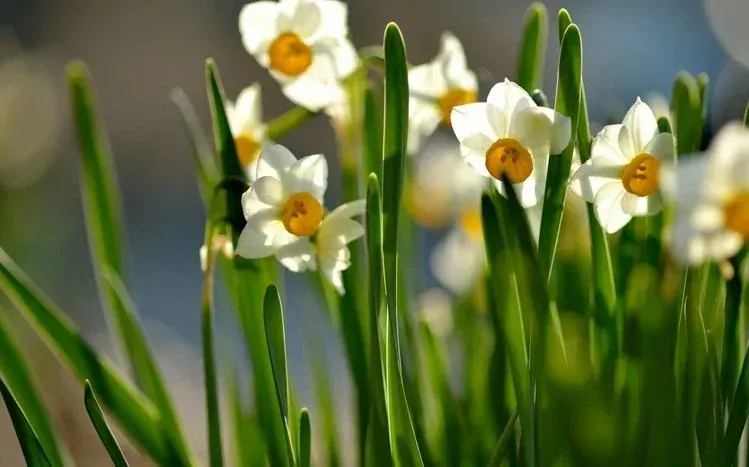 Daffodil wallpapers featuring yellow, white, and orange flowers with green stems.