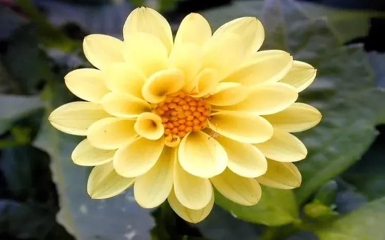 Dahlia flower wallpapers featuring blooms in different colors.