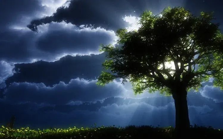 Dark tree imagery with a horror-oriented mood.