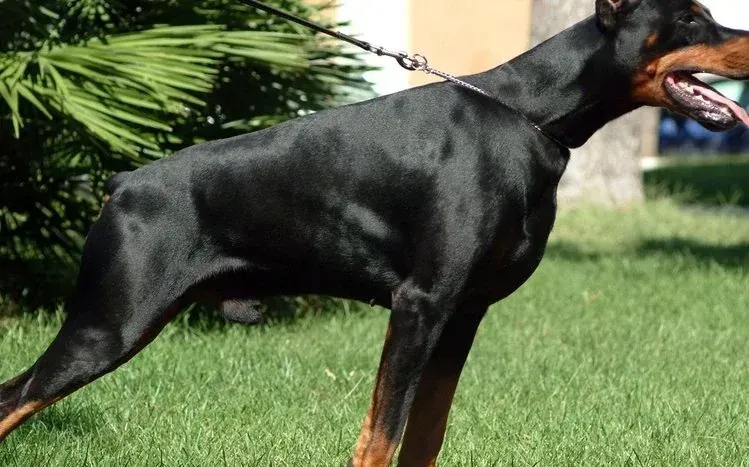 Doberman dog imagery in a breed-focused wallpaper collection.