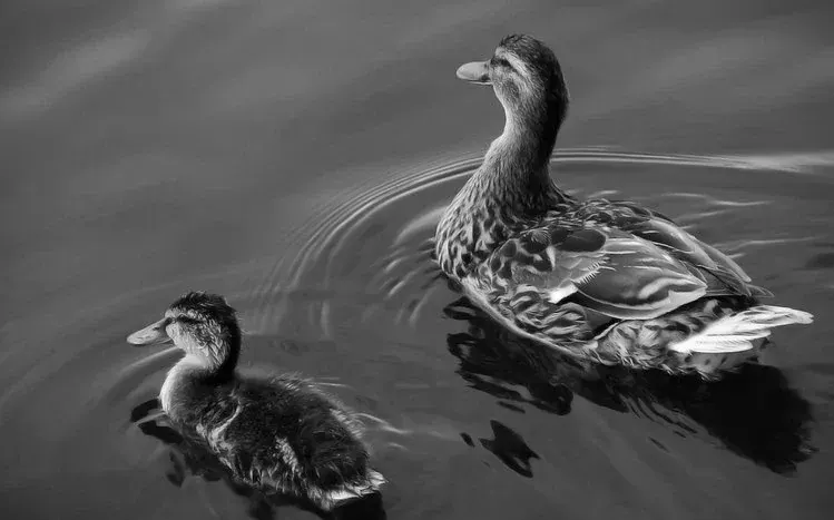 Duck-themed wallpaper collection featuring the birds.
