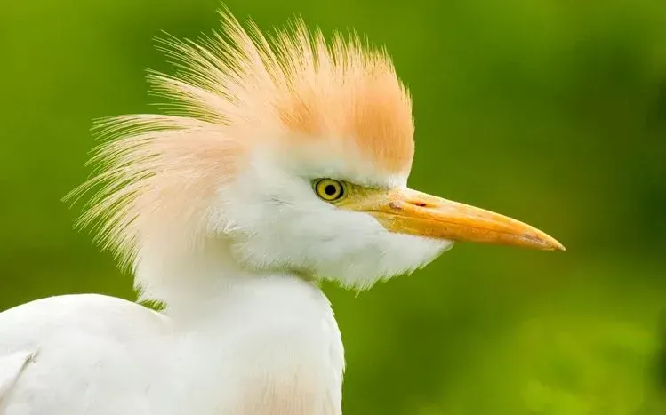 Waterbird wallpapers focused on birds with long legs and long, S-shaped necks.