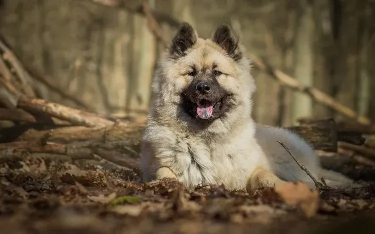 Eurasier dog photographs highlighting the breed's thick fur.